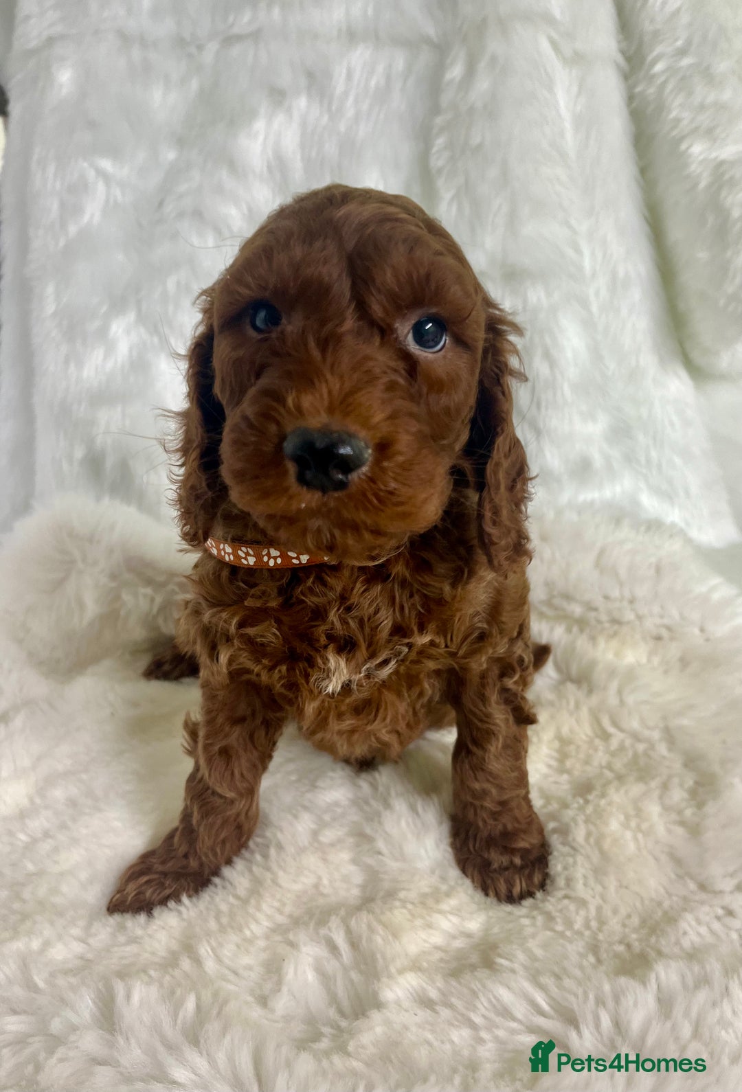 Mini Goldendoodle dogs for sale: Top Quality Miniature Goldendoodle puppies - Advert 11