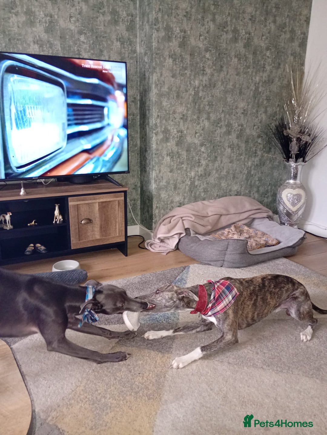 Whippet dogs for sale: Whippet pup for sale 8 months old - Image 2