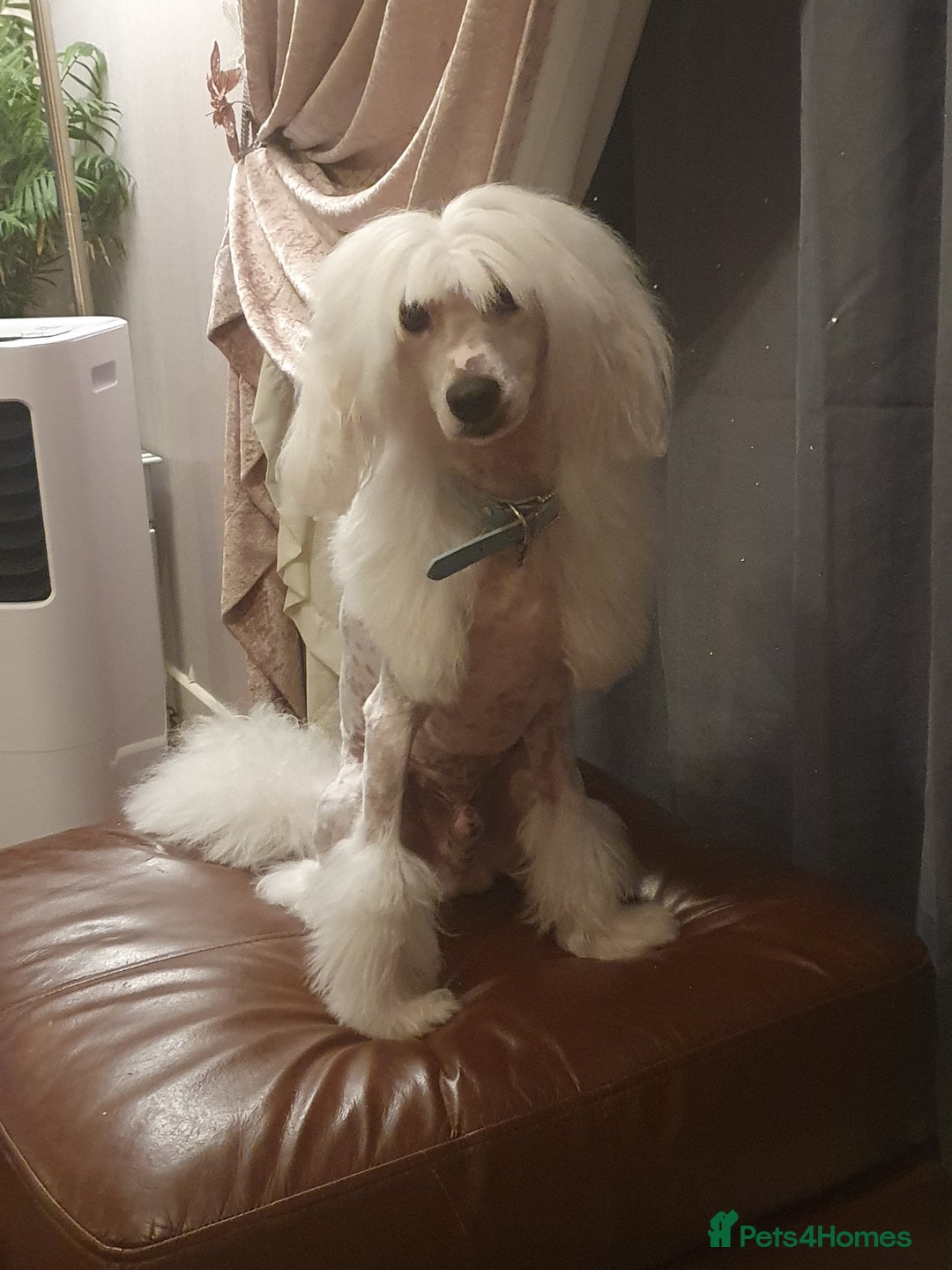 Chinese Crested dogs for stud: Mr stanley STUD ONLY KC REGISTERED  in Swindon - Image 11