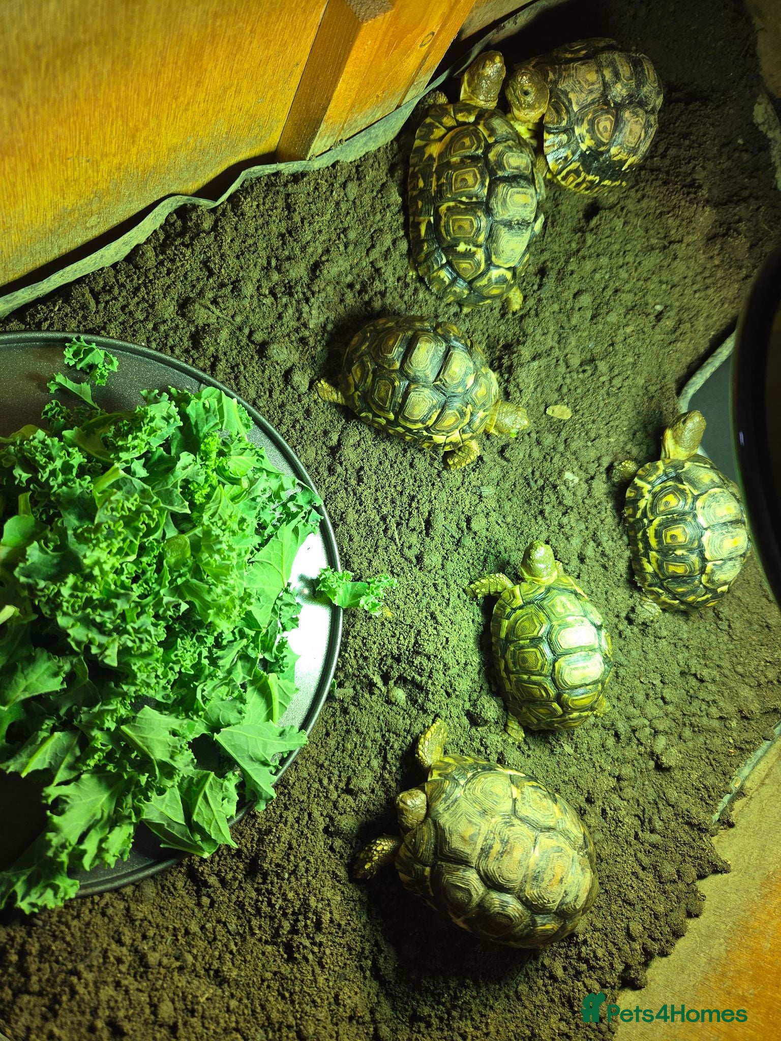 Tortoise reptiles Leopard tortoises  - Advert 5