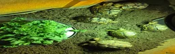 Tortoise reptiles for sale: Leopard tortoises  - Advert 2