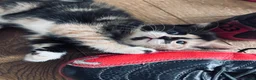 Mixed Breed cats for sale: Six kittens  - Advert 7