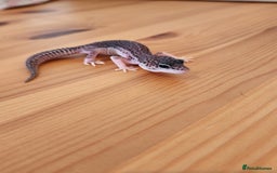 Leopard Gecko reptiles for sale: Baby Leopard Gecko - Mack Super Snow Morph - Image 2