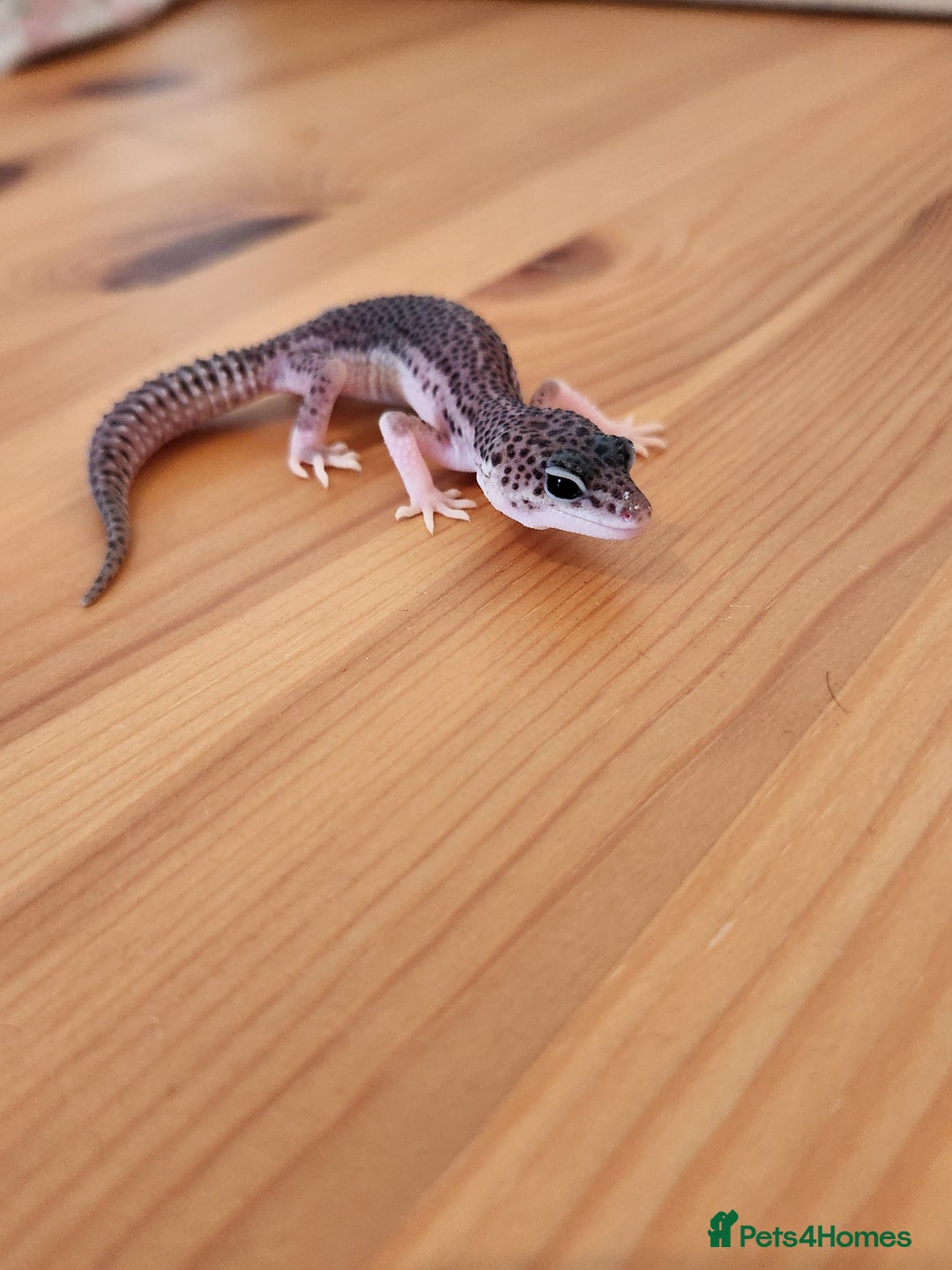 Leopard Gecko reptiles for sale: Baby Leopard Gecko - Mack Super Snow Morph - Image 2