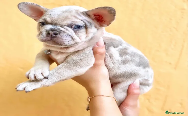 French Bulldog dogs - Advert 5