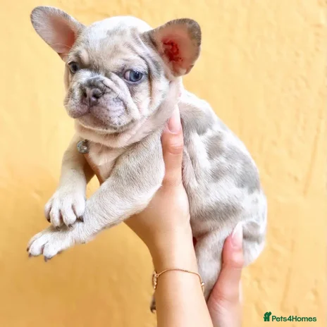 French Bulldog dogs - Advert 5