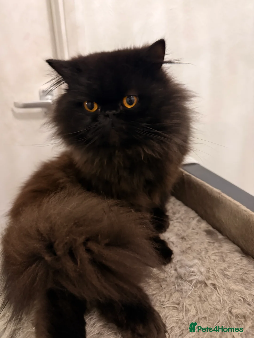 Persian cats for sale: Black Persian Cat  - Advert 1