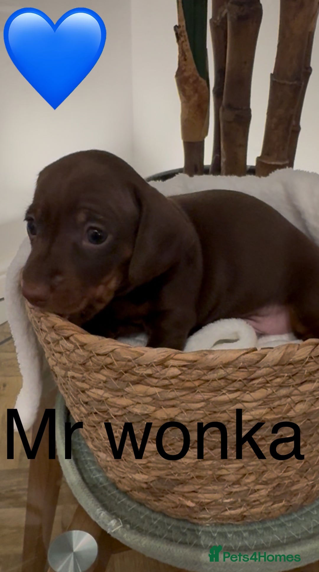 Miniature Dachshund dogs for sale: Miniature dachshund puppies  - Advert 8