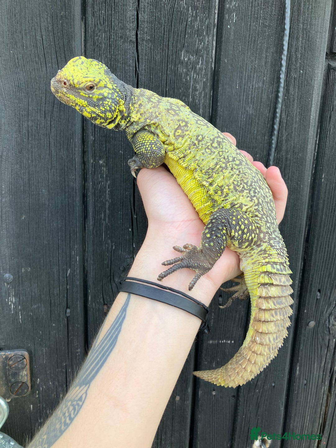 Lizard reptiles for sale: Baby Moroccan Uromastyx  - Image 7