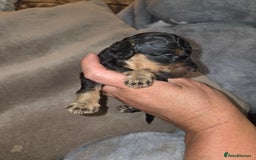 Toy Poodle dogs for sale: Beautiful Toy Poodle puppies - Image 8