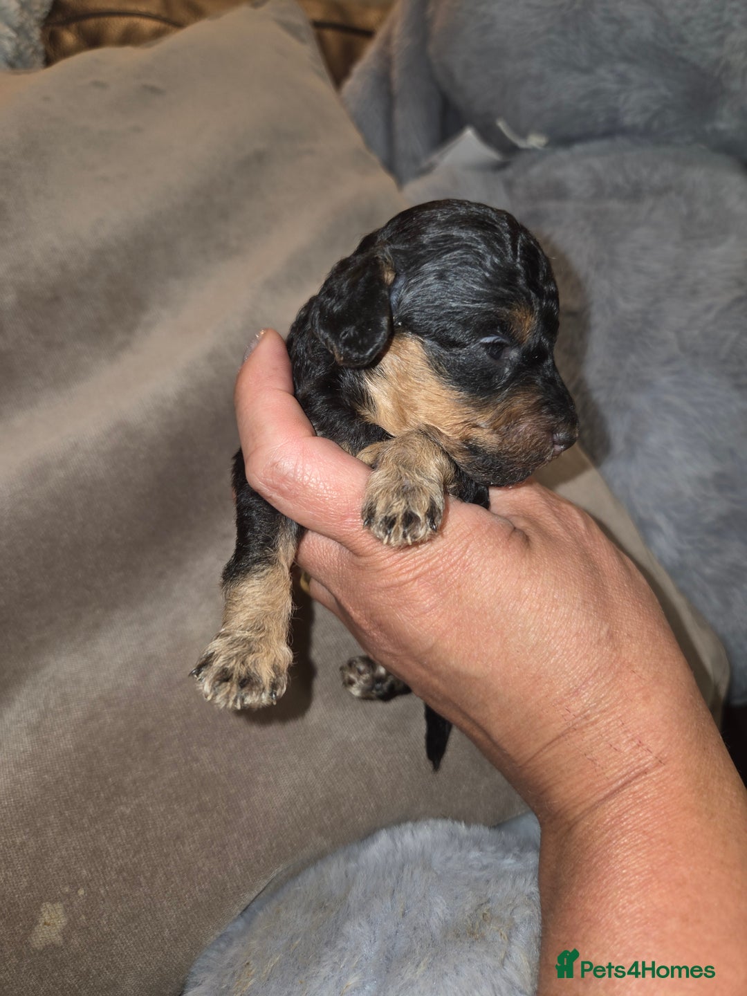 Toy Poodle dogs for sale: Beautiful Toy Poodle puppies - Image 8