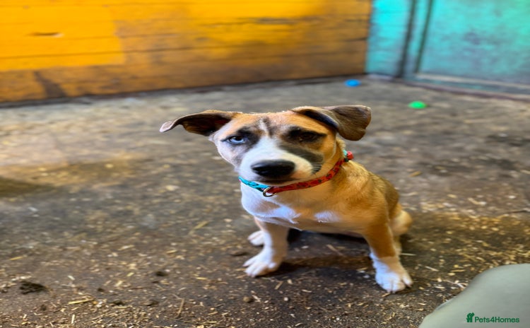 Mixed Breed dogs - Advert 1