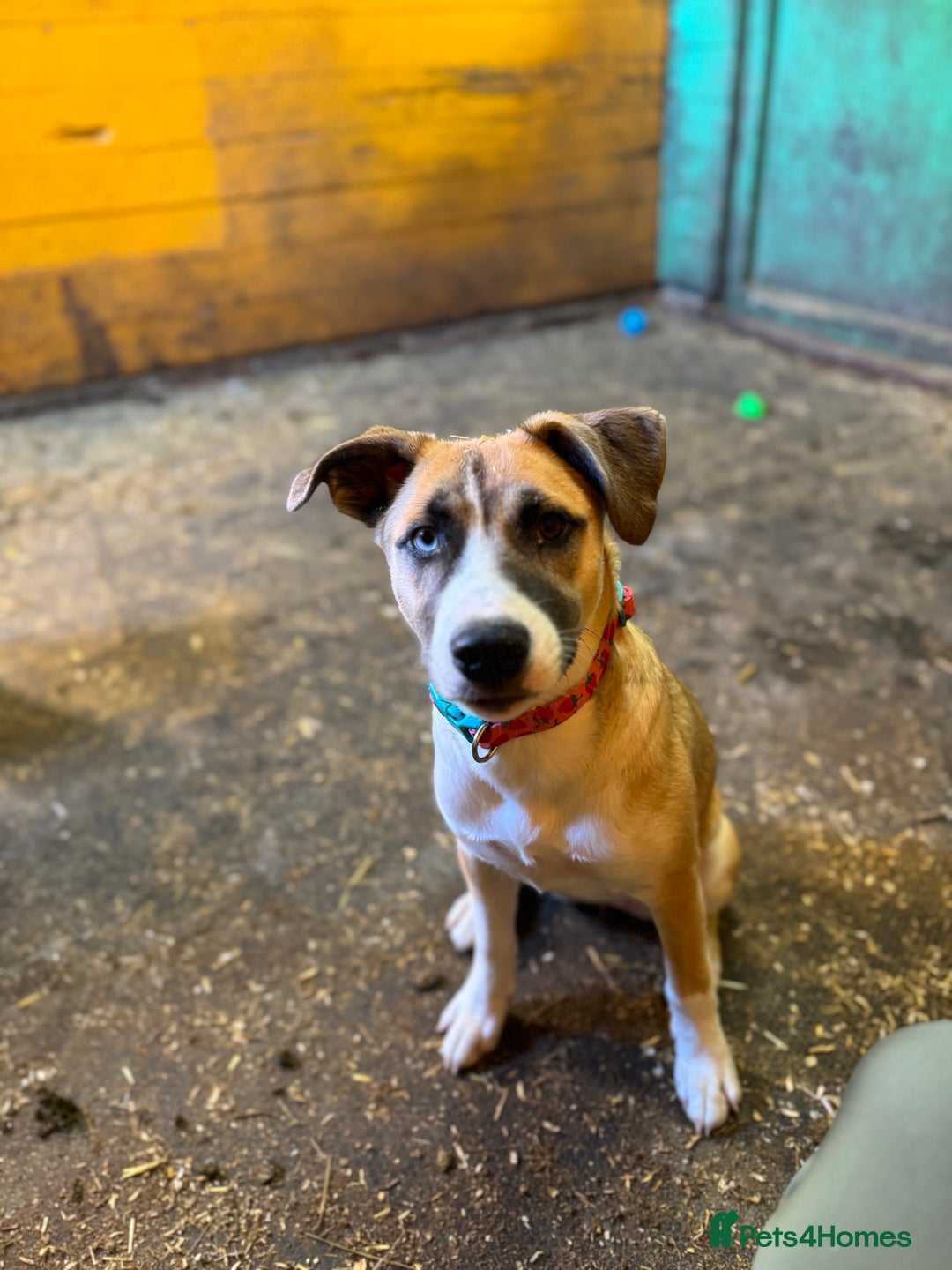 Mixed Breed dogs for sale: Staff x Husky Pup - Image 1