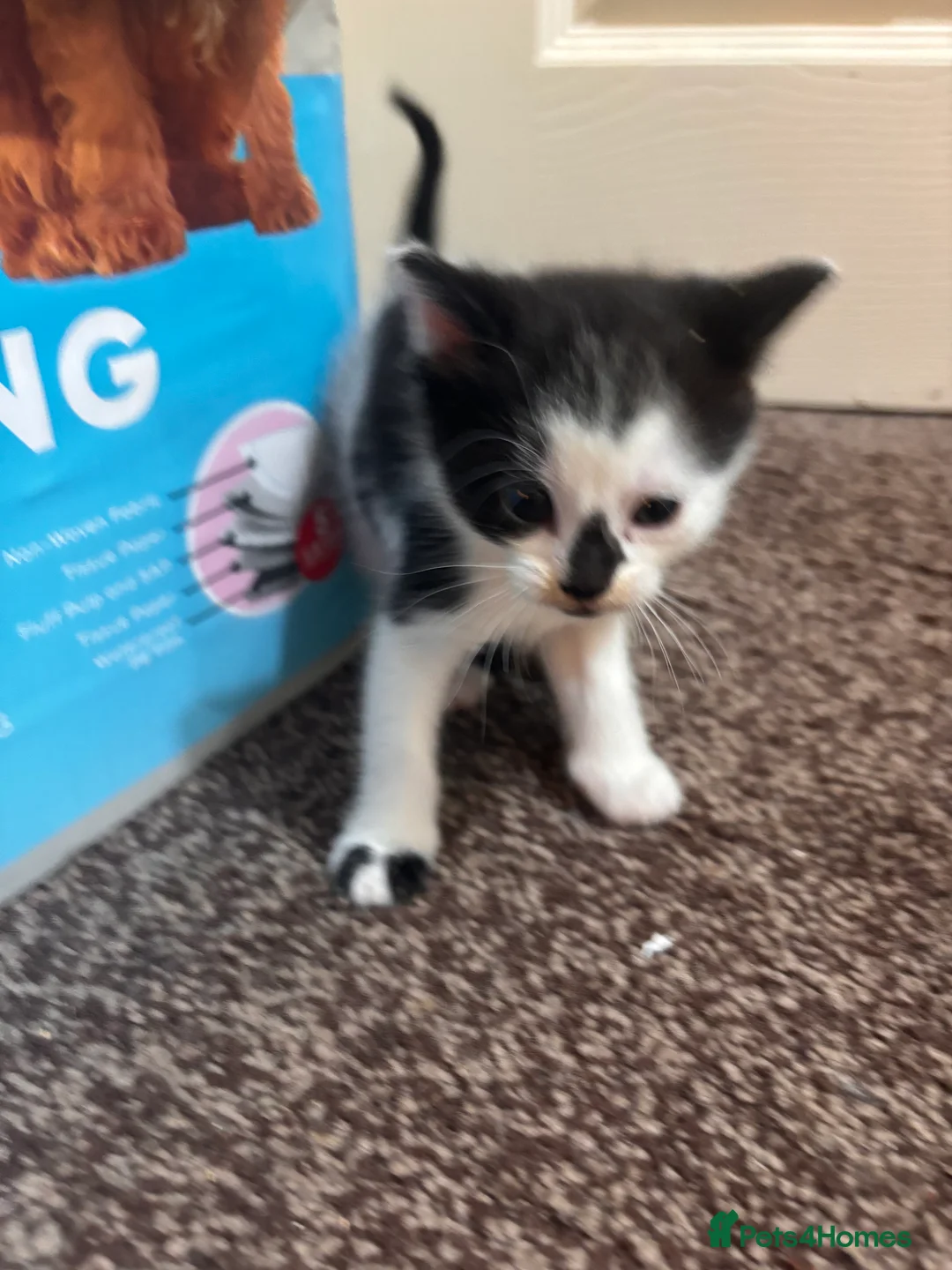 Mixed Breed cats for sale: Black & White mix kittens - Advert 8