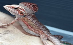 Bearded Dragon reptiles for sale: Red Monster x G-Stripe Dunner Baby Bearded Dragons - Image 3