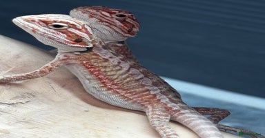 Bearded Dragon reptiles - Advert 1