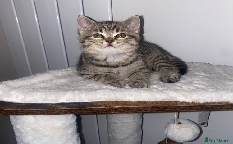 British Shorthair cats - Advert 15