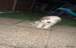 Saint Bernard dogs for sale: Poppy - Image 3