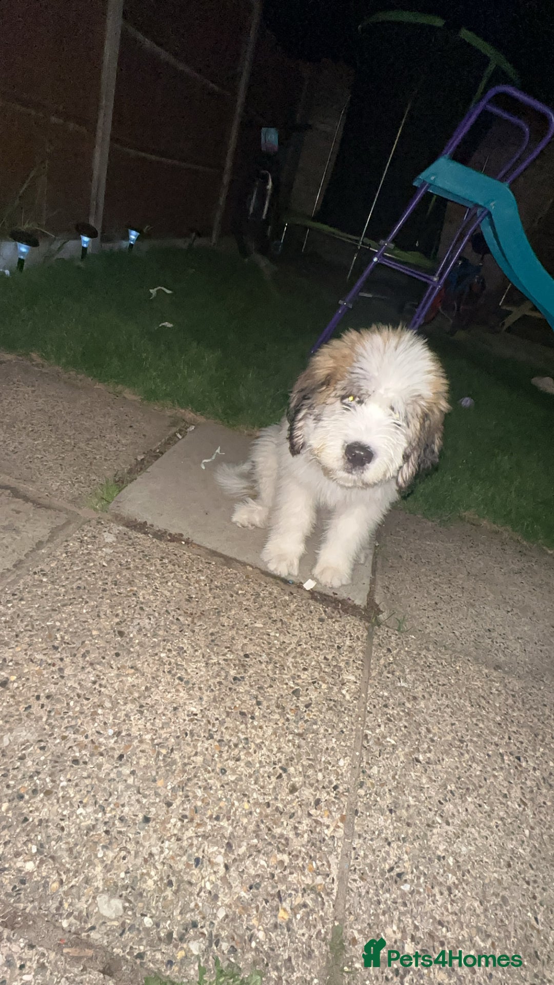 Saint Bernard dogs for sale: Poppy - Image 3