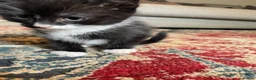 Mixed Breed cats for sale: Friendly little kittens looking for homes  - Advert 3