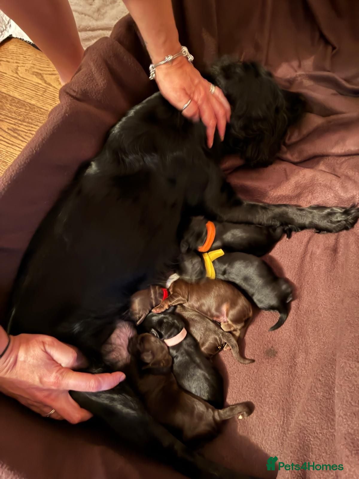 Mixed Breed dogs Cockadors for sale - Advert 1