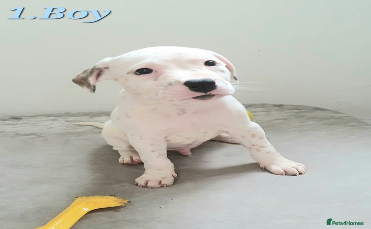 Mixed Breed dogs - Advert 4
