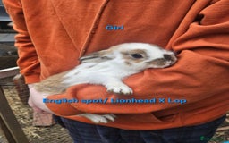Rex rabbits for sale: Baby Bunny Rabbits  - Image 3