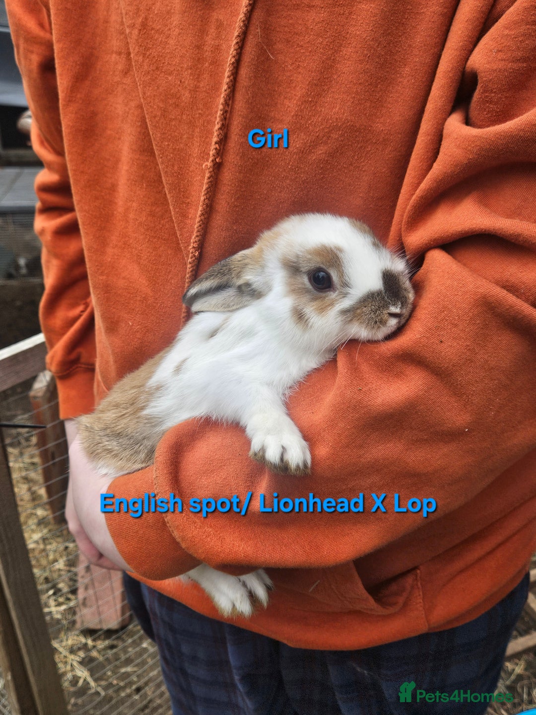 Rex rabbits for sale: Baby Bunny Rabbits  - Image 3