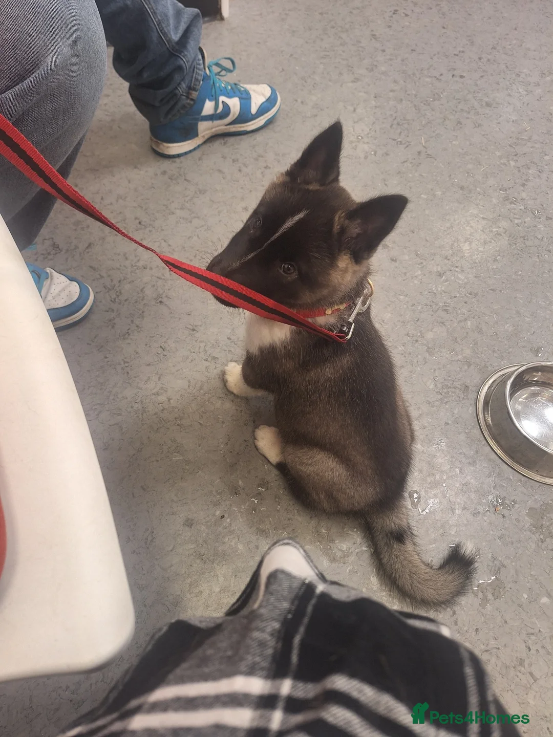 Mixed Breed dogs for sale: Koda needs Good Home in Bishop's Stortford - Advert 1