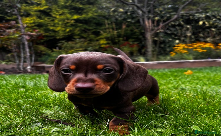 Miniature Dachshund dogs - Advert 3