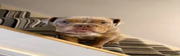 English Bulldog dogs for sale: 10 month old Female English Bulldog  - Advert 2