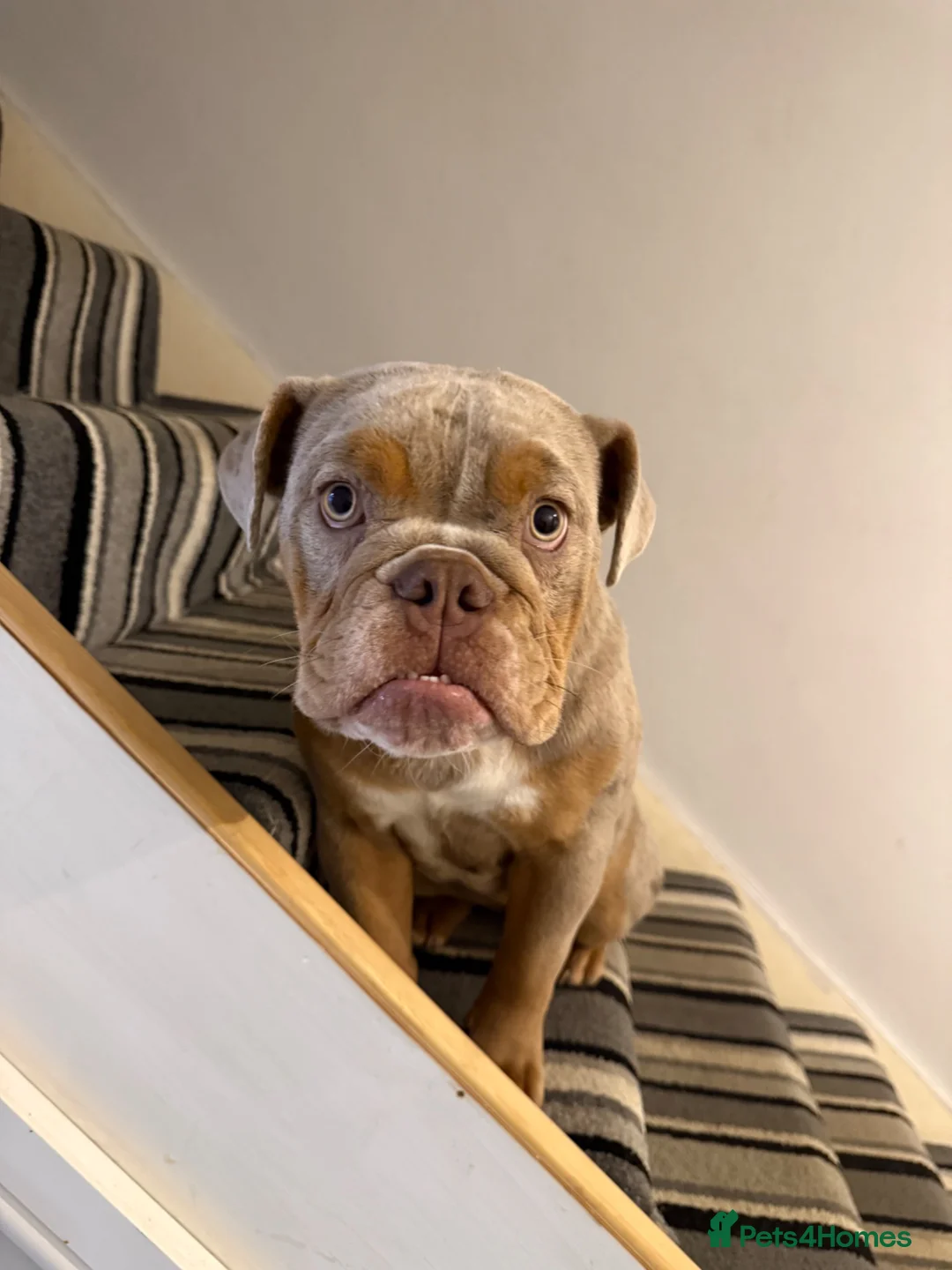 English Bulldog dogs for sale: 10 month old Female English Bulldog  - Advert 2