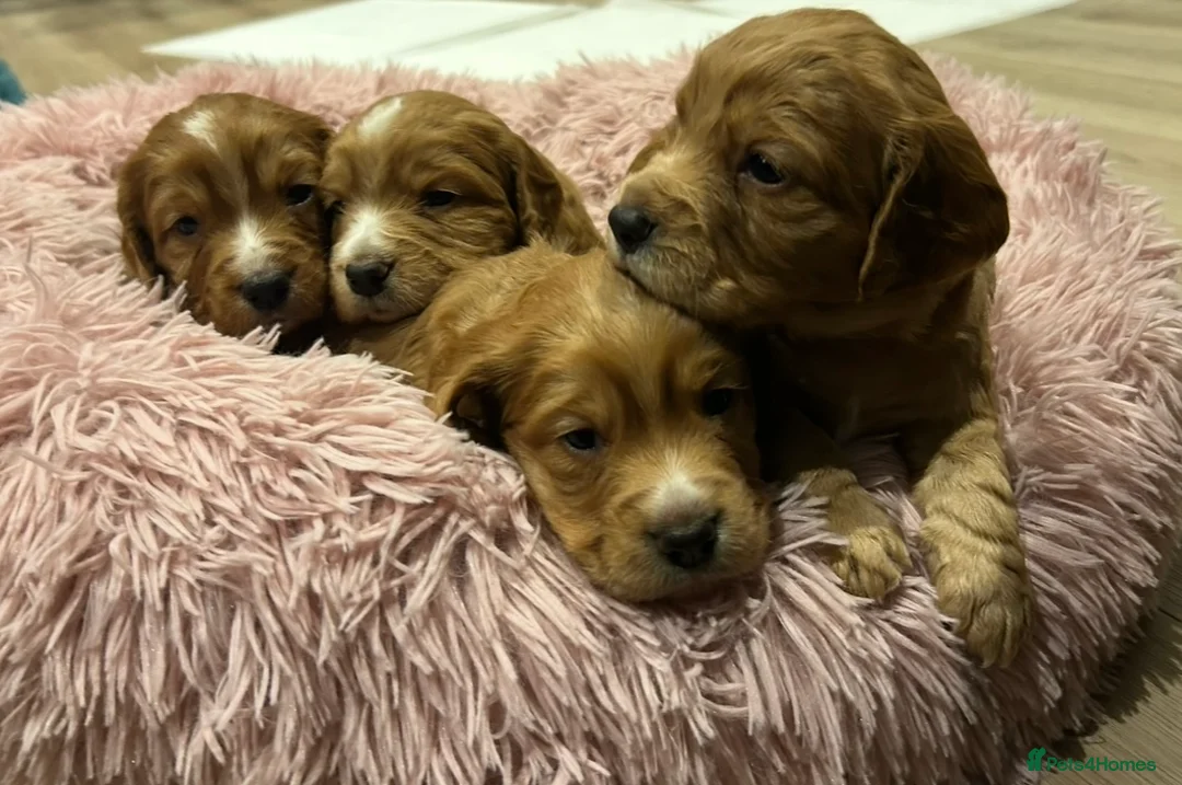Cocker Spaniel dogs for sale: KC Reg Working Cocker Spaniel Puppies - Advert 2