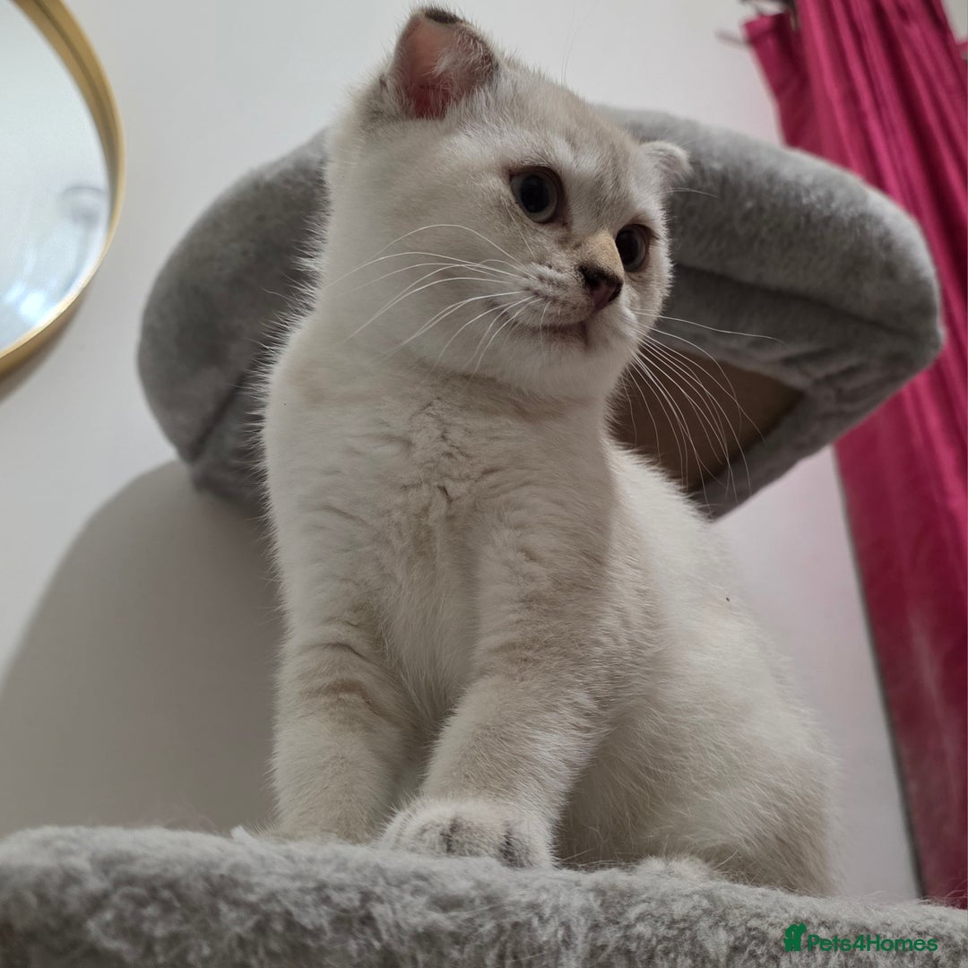 Scottish Fold cats for sale: British short hair x Scottish fold kittens in Romford - Image 10