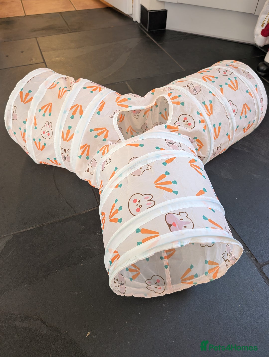 Mini Lop rabbits for sale: Rabbits for sale with everything  - Advert 11