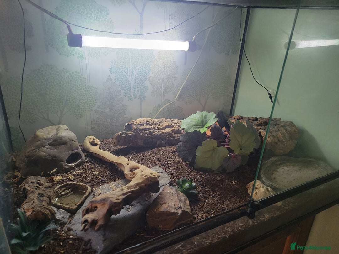 Gecko reptiles for sale: Underwoodisaurus milii - Advert 5