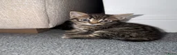 Domestic Shorthair cats for sale: Beautiful kittens in Canvey Island - Advert 2