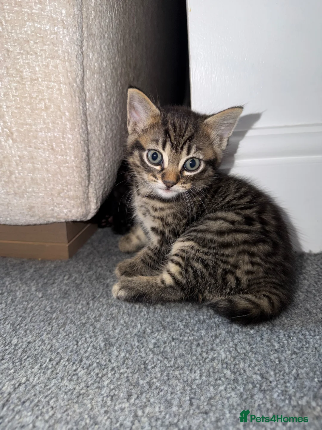 Domestic Shorthair cats for sale: Beautiful kittens in Canvey Island - Advert 2