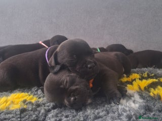 Staffordshire Bull Terrier dogs Show quality Staffordshire Bull Terrier - Advert 6