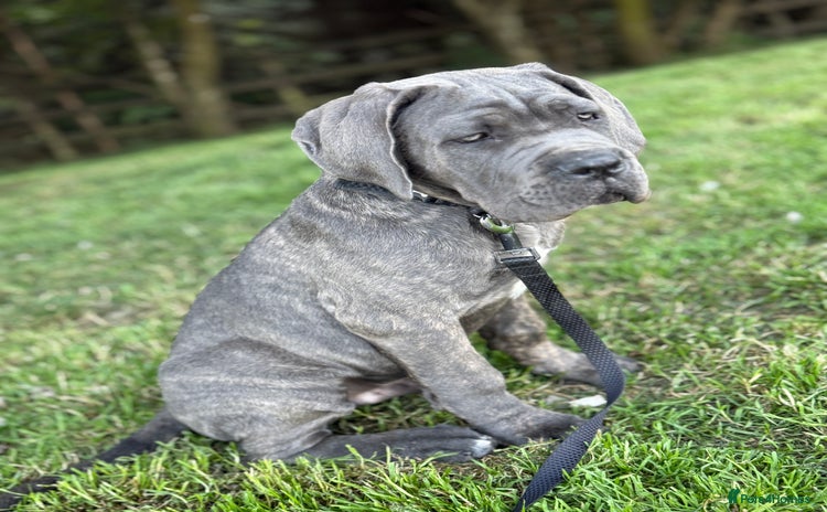 Cane Corso dogs - Advert 1