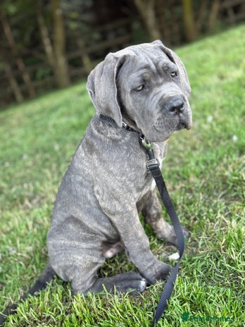 Cane Corso dogs - Advert 1