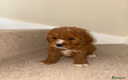 Cavapoo dogs for sale: Stunning F1b Deep Fox Red Toy cavapoos - Image 14