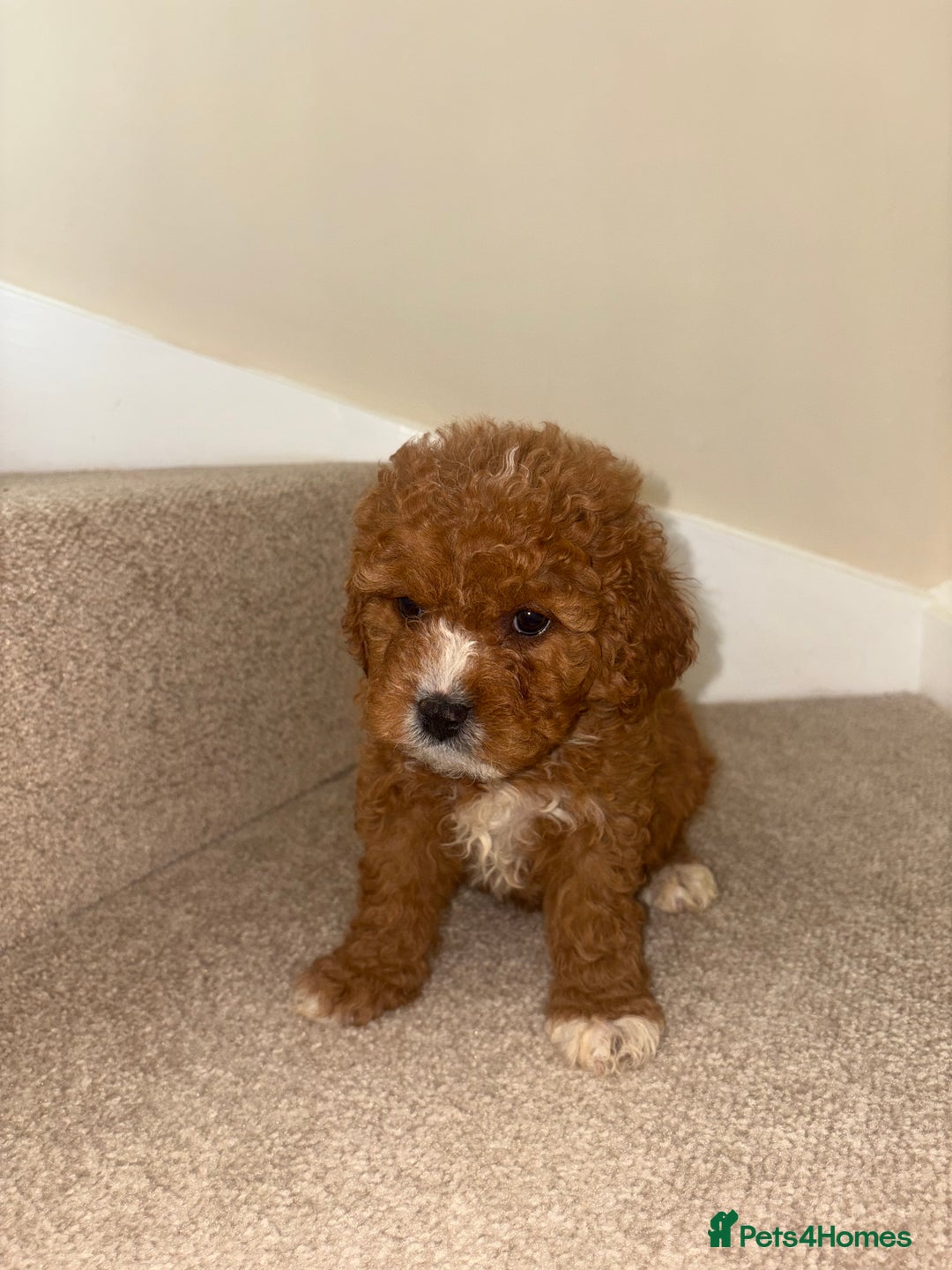 Cavapoo dogs for sale: Stunning F1b Deep Fox Red Toy cavapoos - Image 14