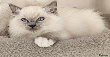 Ragdoll cats - Advert 2