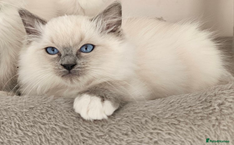 Ragdoll cats - Advert 3