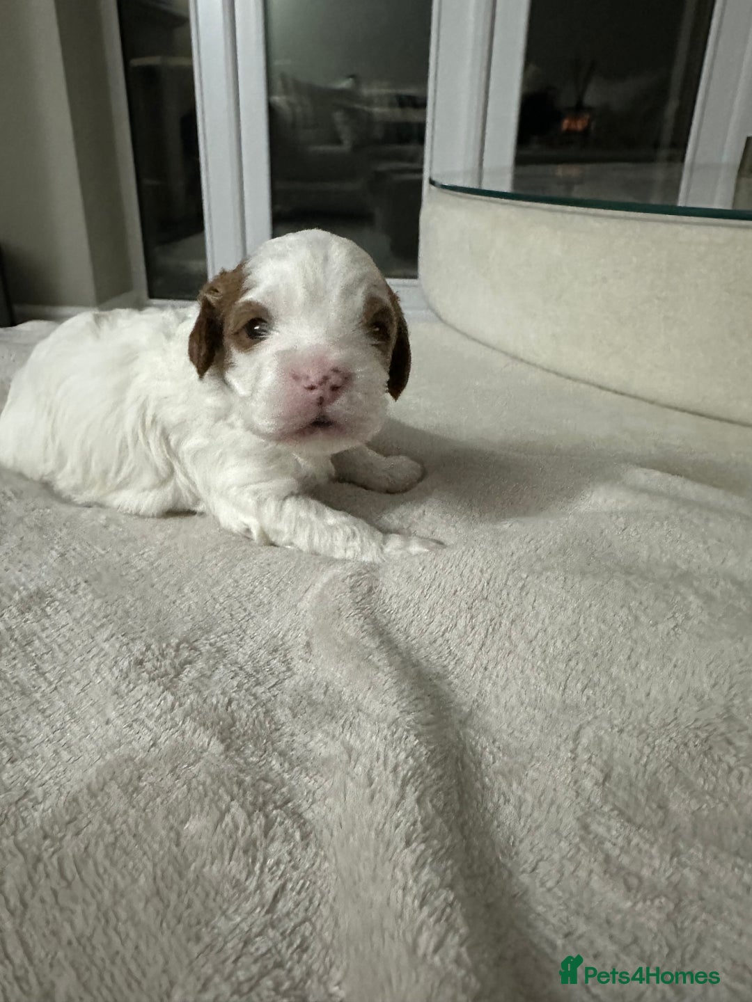 Cavapoo dogs for sale: Cavapoo f2 puppies  - Advert 13