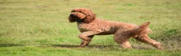 Irish Doodle dogs for stud: Irish Doodle Stud, Proven, DNA & Hip Tested in Tamworth - Advert 7