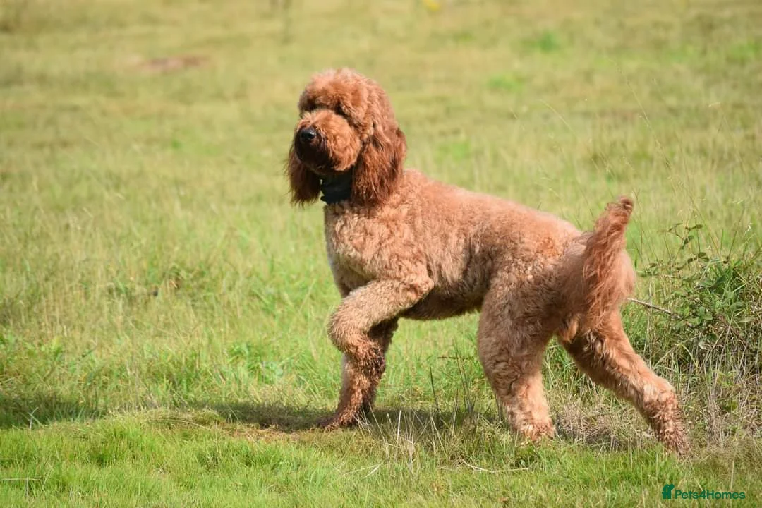 Irish Doodle dogs for stud: Irish Doodle Stud, Proven, DNA & Hip Tested in Tamworth - Advert 7