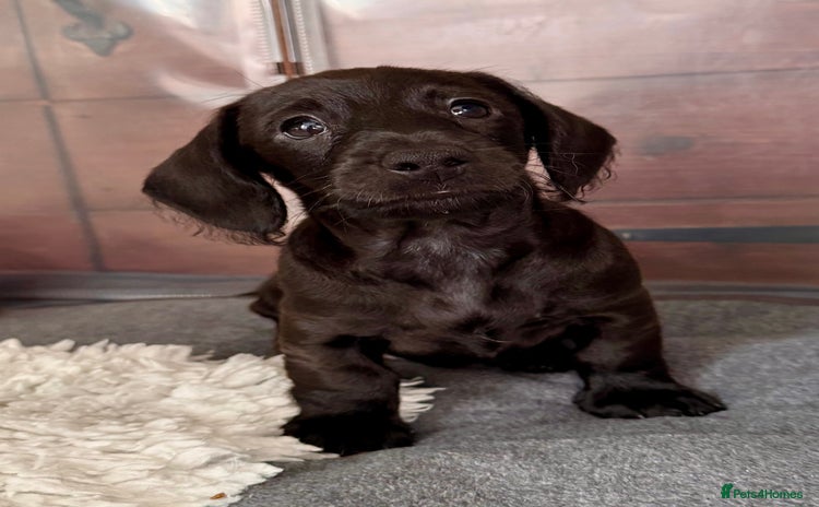 Mixed Breed dogs - Advert 4