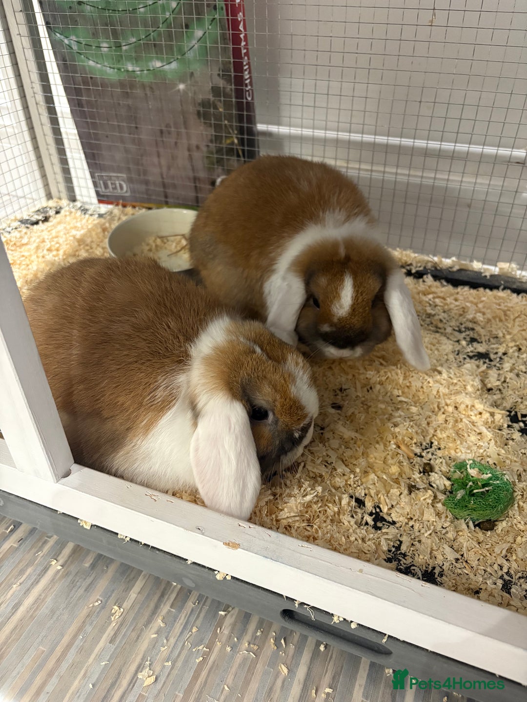 Mini Lop rabbits for sale: X2 Mini Lop Male Rabbits  - Advert 2